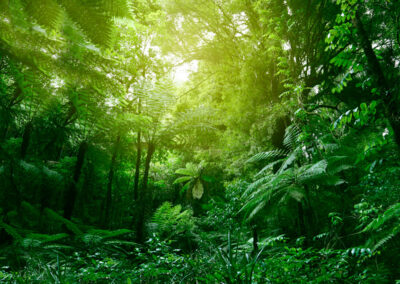 Jungle